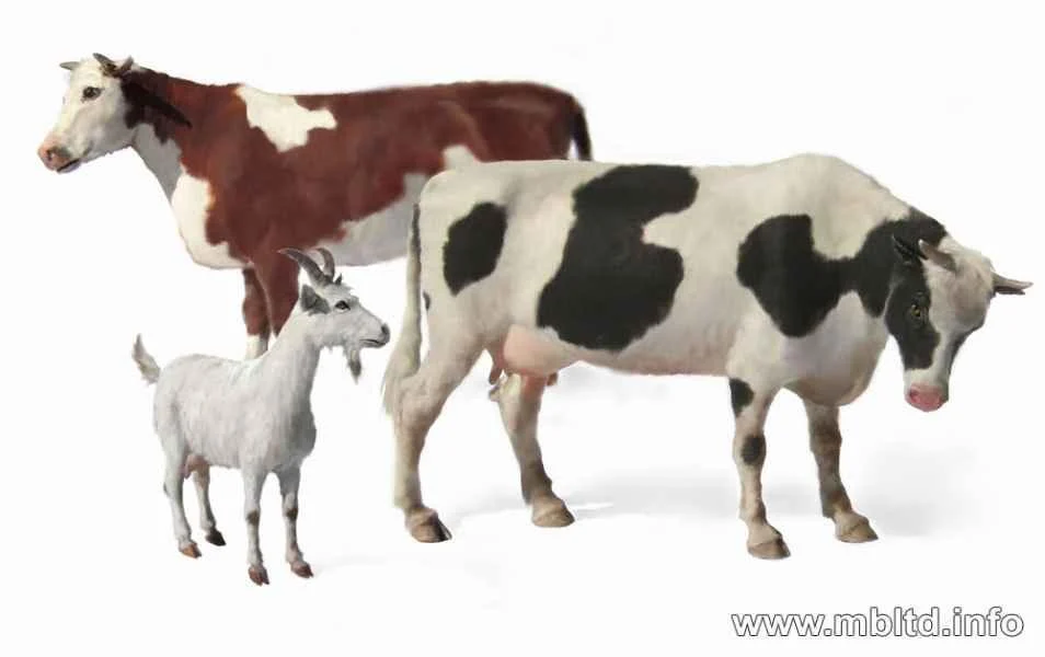 1/35 Master Box Domestic Animals (2 Cows & 1 Goat) 3566 - Master Box LTD