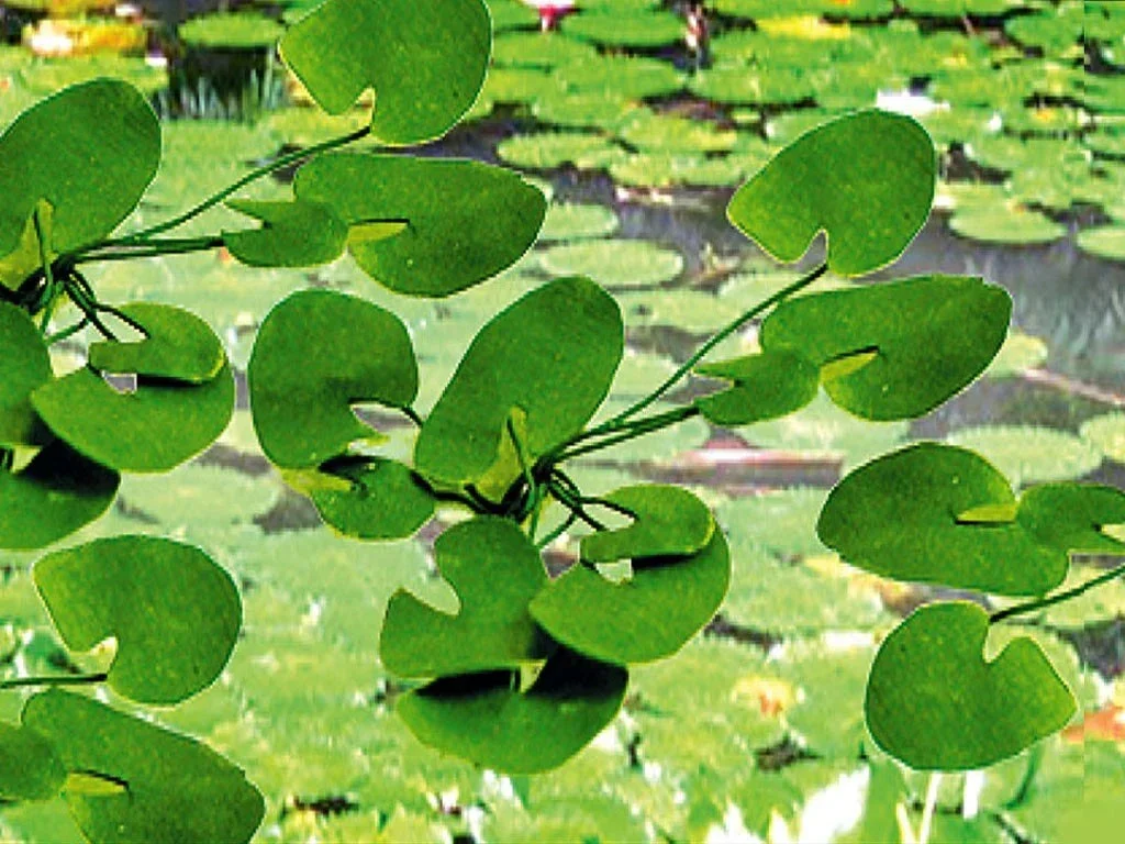 O Scale JTT - Lily Pads 1-1/2" 9/pk - 95538