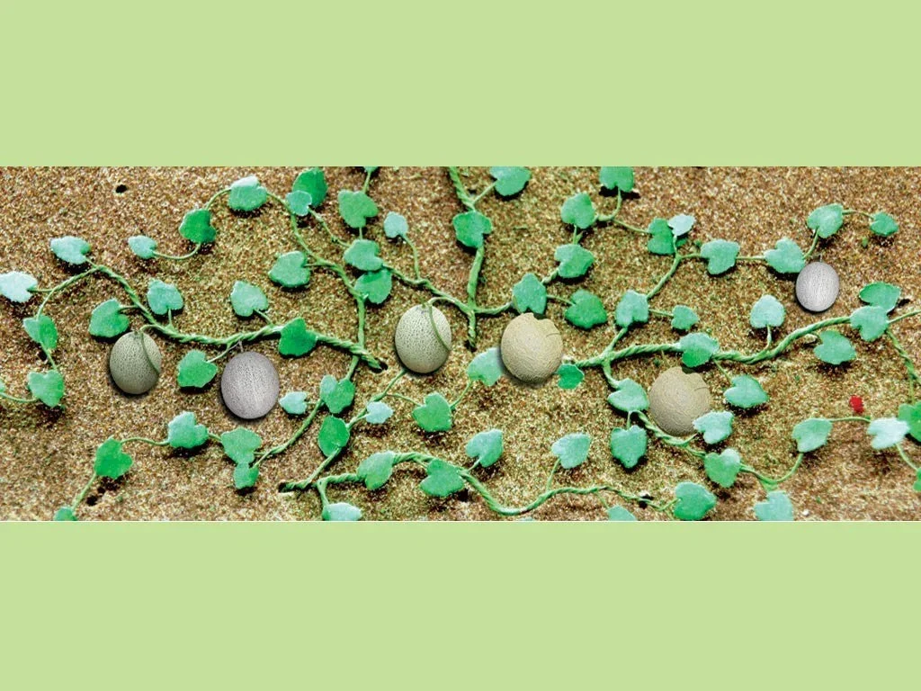 HO Scale JTT - Cantaloupe Patch 1-3/4" 6/pk - 95573