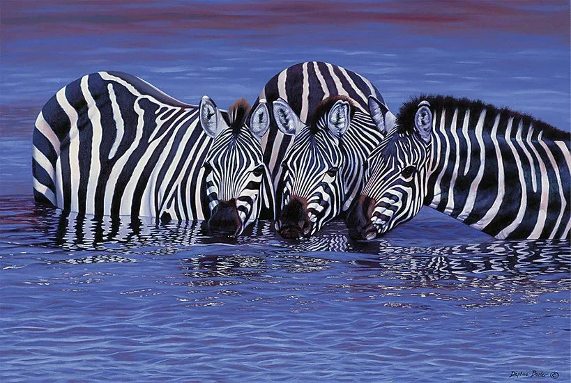 Tomax Puzzles Zebras in The Water 1000pc 100-123