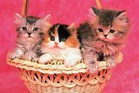 Tomax Puzzles 1000pc Kittens